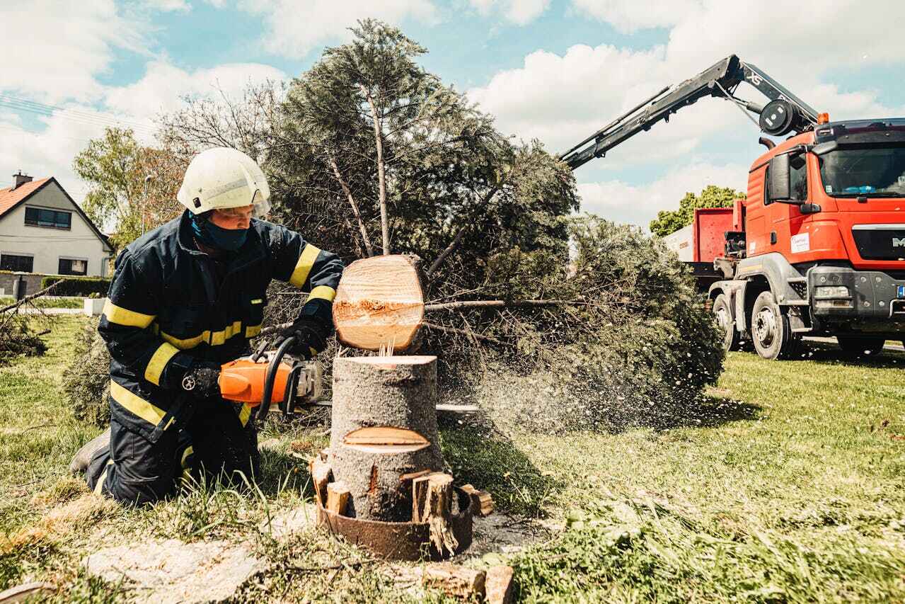 Best Local Tree Services  in Mancelona, MI